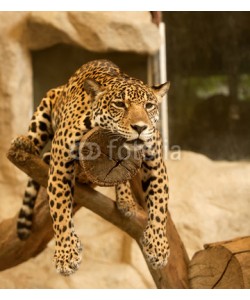 anekoho, Leopard (Tiger)