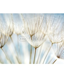 Anna Omelchenko, Abstract dandelion flower background