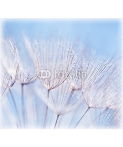 Anna Omelchenko, Abstract dandelion flower background