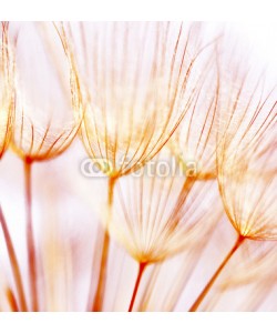 Anna Omelchenko, Abstract dandelion flower background