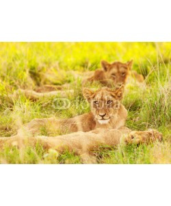 Anna Omelchenko, African lion cubs