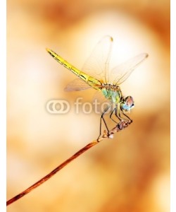 Anna Omelchenko, Closeup portrait of dragonfly