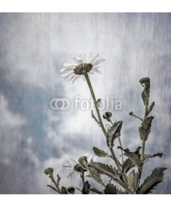 Anna Omelchenko, Grunge photo of daisy flowers