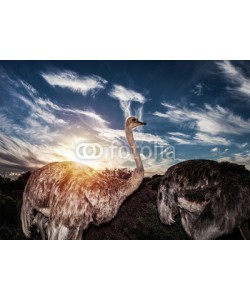 Anna Omelchenko, Ostriches in wild nature