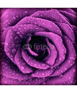 Anna Omelchenko, Purple dark rose background