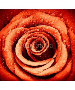 Anna Omelchenko, Red rose background