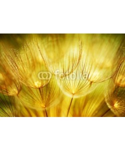 Anna Omelchenko, Soft dandelion flowers