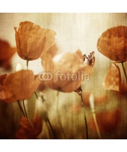 Anna Omelchenko, Vinatge poppy flowers field