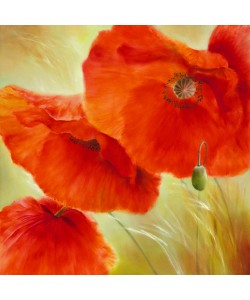 Annette Schmucker, Drei Mal Mohn