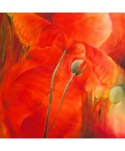 Annette Schmucker, Roter Mohn
