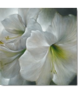 Annette Schmucker, Weiße Amaryllis