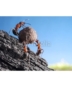 Antrey, team of ants rolls stone uphill, teamwork concept