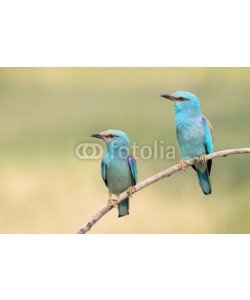 andreanita, A pair of Eurasian Rollers sitting together on a branch