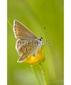 andreanita, Alpine Heath on a flower