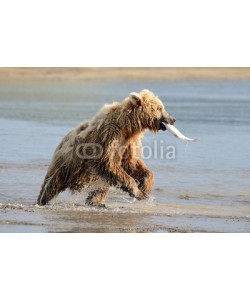 andreanita, Grizzly Bear fishing in coastal waters