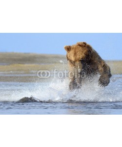 andreanita, Grizzly Bear jumping on fish