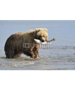 andreanita, Grizzly Bear with salmon in mouth