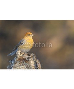 andreanita, Grosbeak sitting on a stomp