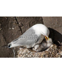 andreanita, Kittiwake with two chicks on a nest at the cliff.