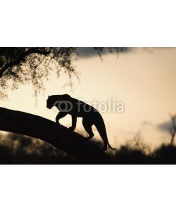 andreanita, Leopard walking on a tree at sunset.