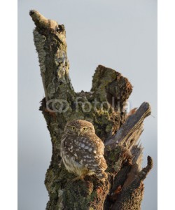 andreanita, Little owl on a old tree.