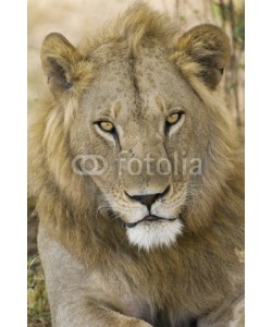 andreanita, Male Lion portrait