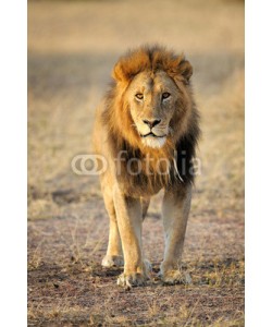 andreanita, Male Lion standing up front.