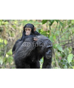 andreanita, Mother Chimpansee walking by with carrying young.