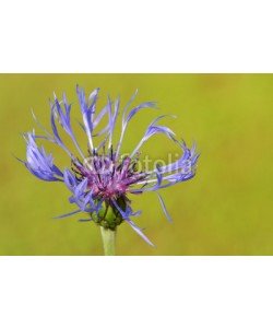 andreanita, Mountain bluet ( Centaurea montana) close-up.