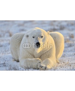 andreanita, Polar bear lying at tundra.