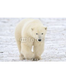 andreanita, Polar bear walking on tundra.