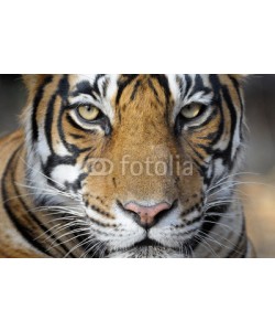 andreanita, Portrait of a Bengal Tiger.