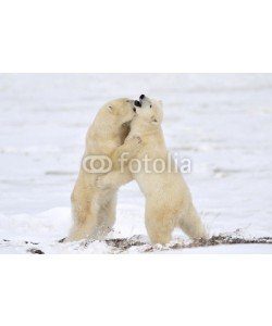 andreanita, Two polar bears play fighting.