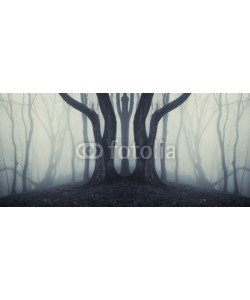 andreiuc88, big trees in a mysterious forest with fog after rain