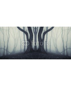 andreiuc88, big trees in a mysterious forest with fog after rain