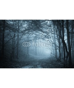 andreiuc88, blue light in a mysterious forest with fog