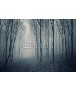 andreiuc88, elegant forest with fog