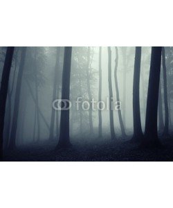 andreiuc88, fog in a beautiful forest with elegant trees