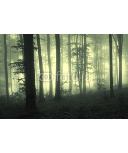 andreiuc88, Fog in the forest with trees in counter light