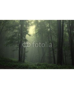 andreiuc88, Green forest after rain