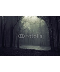 andreiuc88, Light in the forest
