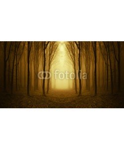 andreiuc88, path through a golden forest at sunrise
