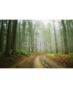 andreiuc88, road in the woods trough the fog