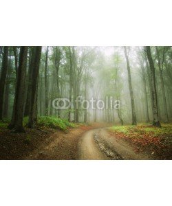 andreiuc88, road in the woods trough the fog