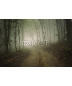 andreiuc88, road through a forest with fog in summer