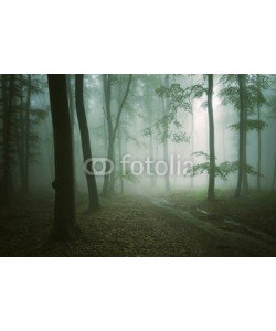 andreiuc88, road through a green forest with old trees