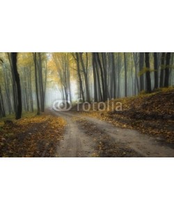 andreiuc88, road through a misty forest with beautiful colors in autumn