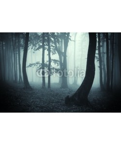 andreiuc88, tree silhouettes in a dark forest