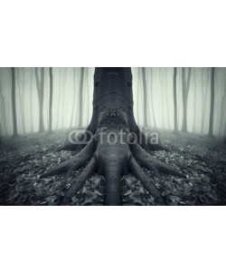 andreiuc88, tree with strong roots in a forest after rain