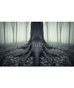 andreiuc88, tree with strong roots in a forest after rain